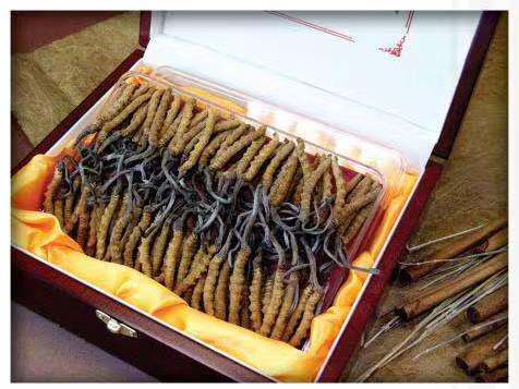 清水冬虫夏草回收